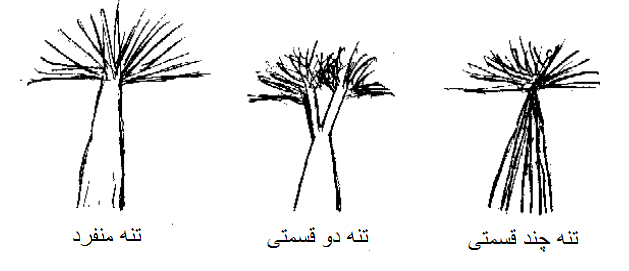 بونسای با استایل جارو